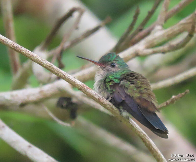 White-chinned Sapphire female adult