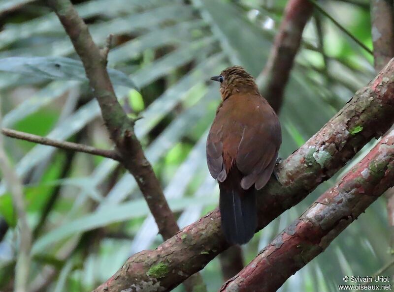 Dusky Leaftosseradult