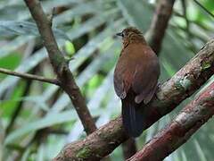 Dusky Leaftosser