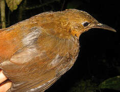 Dusky Leaftosser