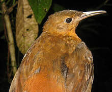 Dusky Leaftosser