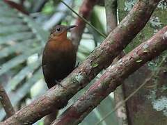 Dusky Leaftosser