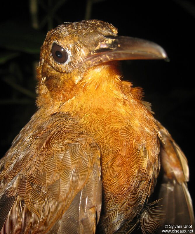 Dusky Leaftosser