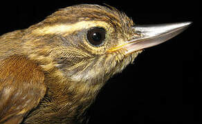 Amazonian Plain Xenops