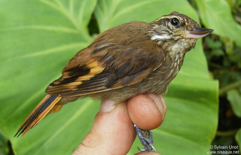 Amazonian Plain Xenops