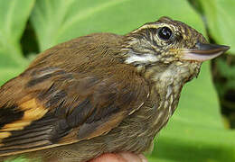 Amazonian Plain Xenops