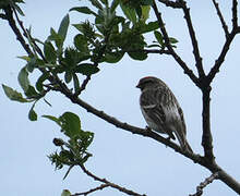 Redpoll