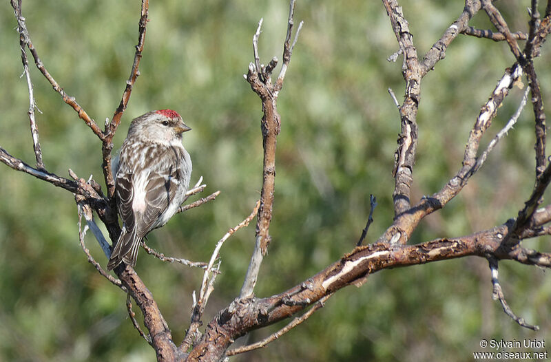 Redpoll male adult, pigmentation