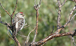 Redpoll