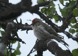 Redpoll