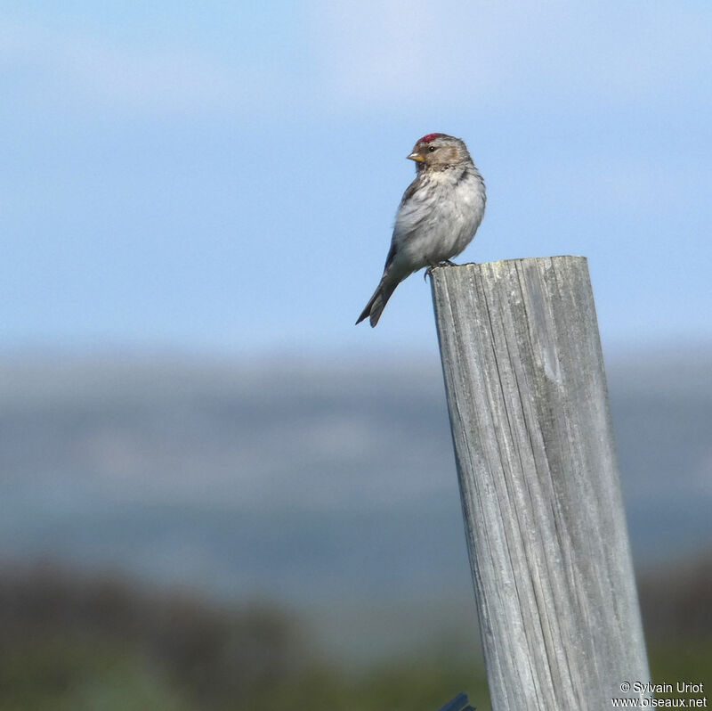 Redpoll