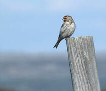 Redpoll