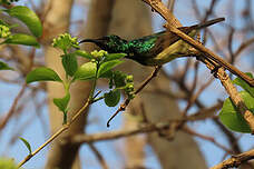 Souimanga à ventre jaune