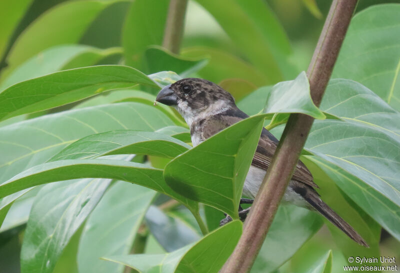 Wing-barred Seedeater male immature