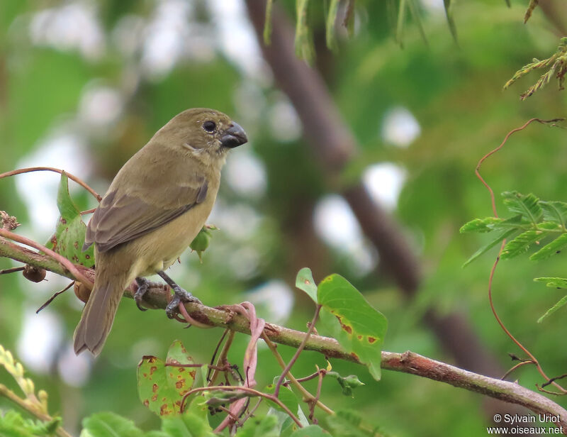 Sporophile à ailes blanches femelle adulte