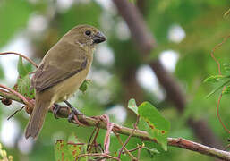 Wing-barred Seedeater