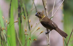 Chestnut-bellied Seed Finch