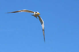 Large-billed Tern