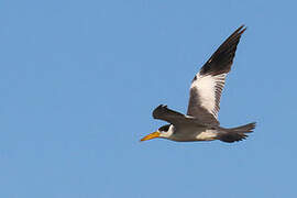 Large-billed Tern