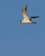 Large-billed Tern