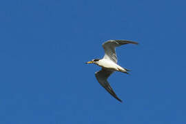 Yellow-billed Tern