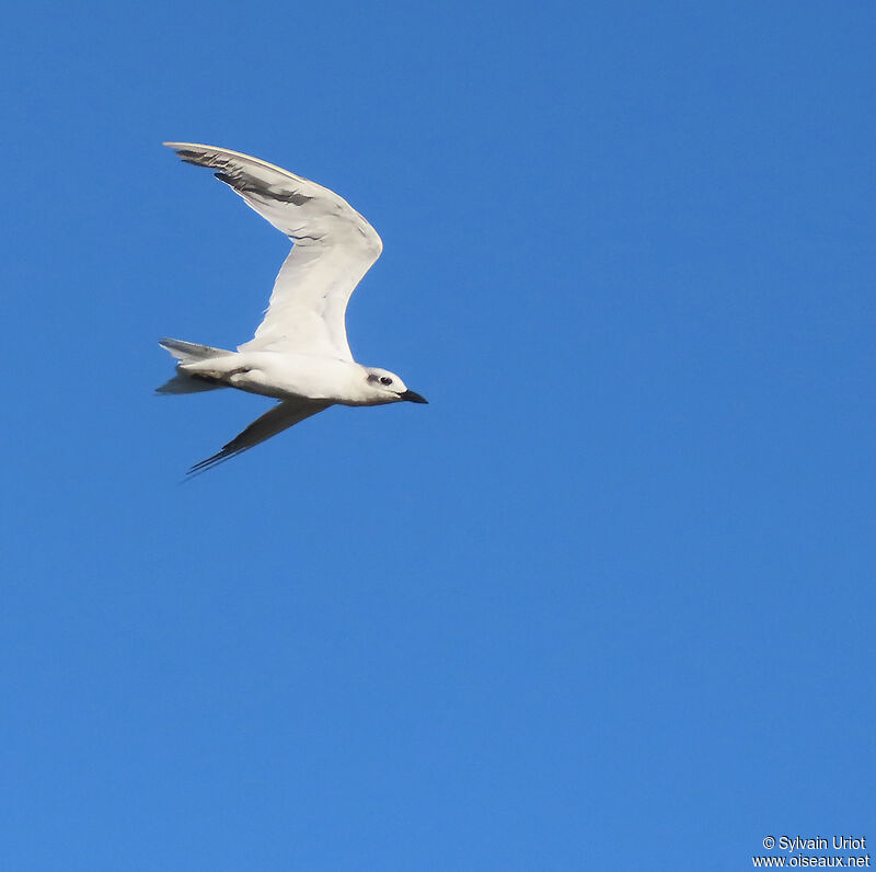 Gull-billed Ternadult post breeding