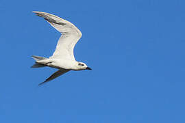 Gull-billed Tern