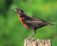 Red-breasted Meadowlark