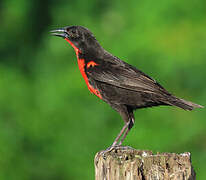 Red-breasted Meadowlark