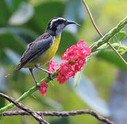 Bananaquit