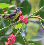 Bananaquit