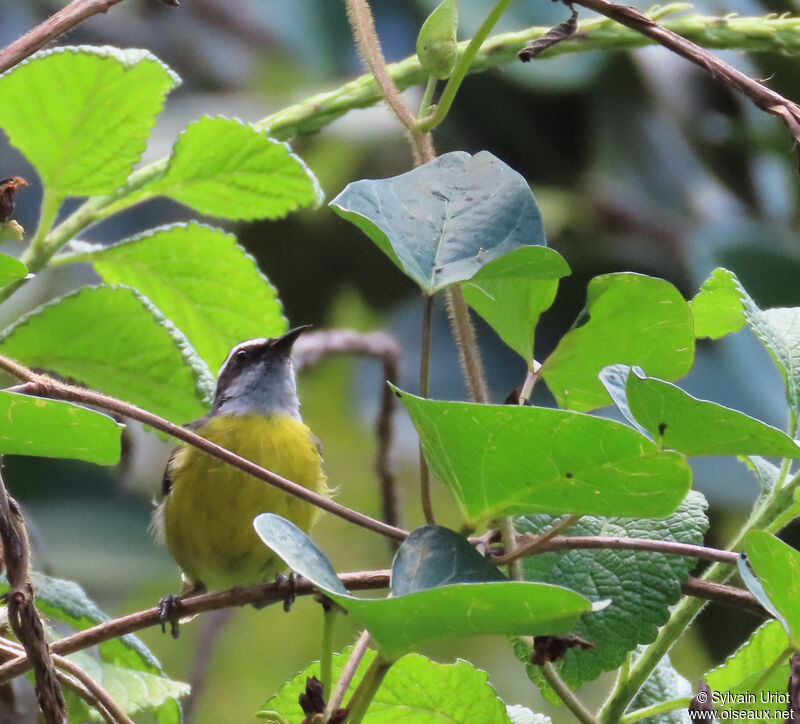 Bananaquitadult