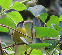 Bananaquit