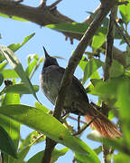 White-bellied Spinetail