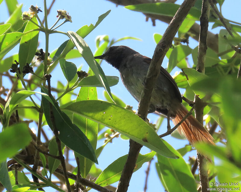 White-bellied Spinetailadult