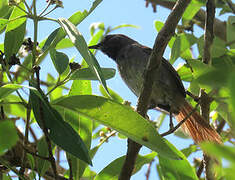 White-bellied Spinetail