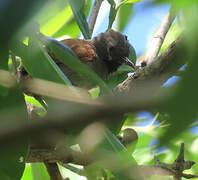 White-bellied Spinetail