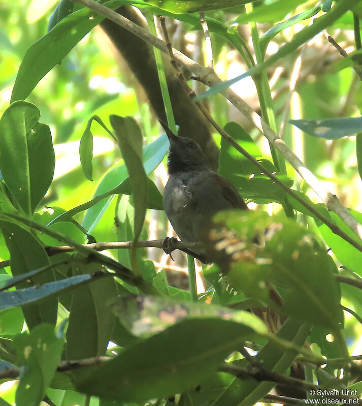 White-bellied Spinetailadult