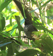 White-bellied Spinetail