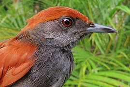 McConnell's Spinetail