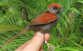 McConnell's Spinetail