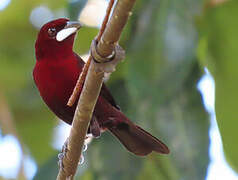 Silver-beaked Tanager