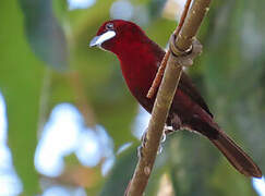 Silver-beaked Tanager