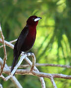 Silver-beaked Tanager