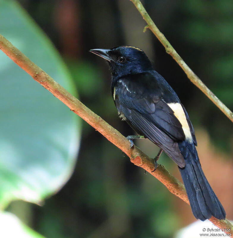 Fulvous-crested Tanager male adult