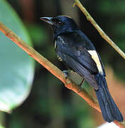 Fulvous-crested Tanager