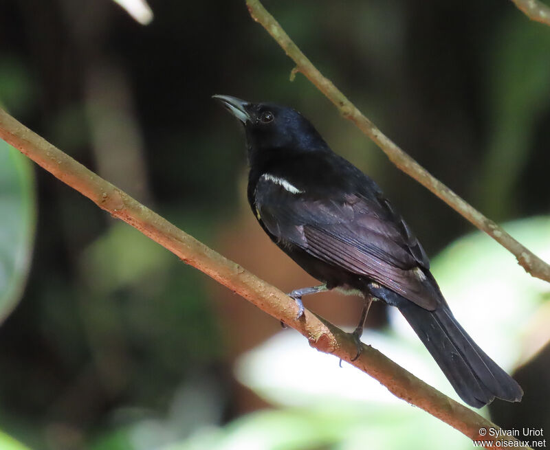 Fulvous-crested Tanager male adult