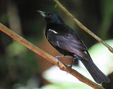 Fulvous-crested Tanager