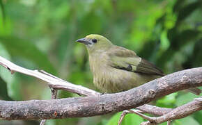 Palm Tanager