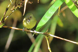 Smoky-fronted Tody-Flycatcher